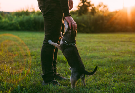 Ecco cosa si può fare con il proprio cane in zona rossa